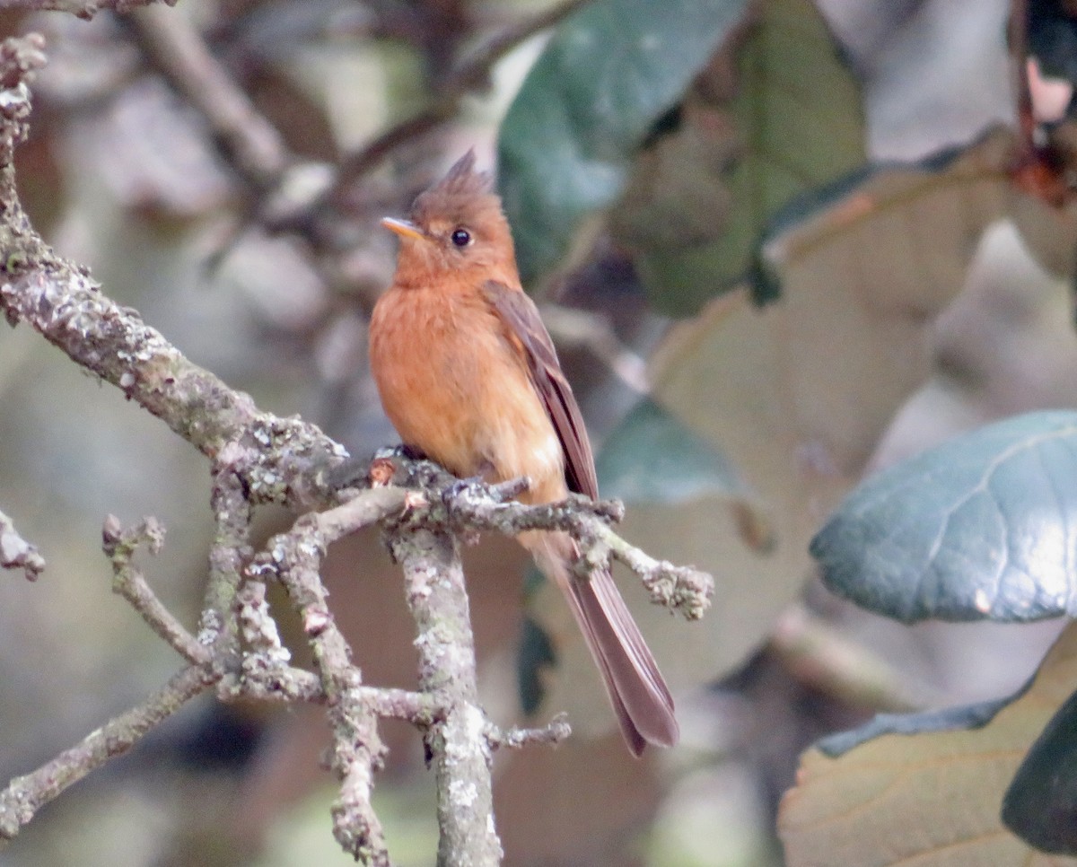 Tufted Flycatcher (Mexican) - ML578523771