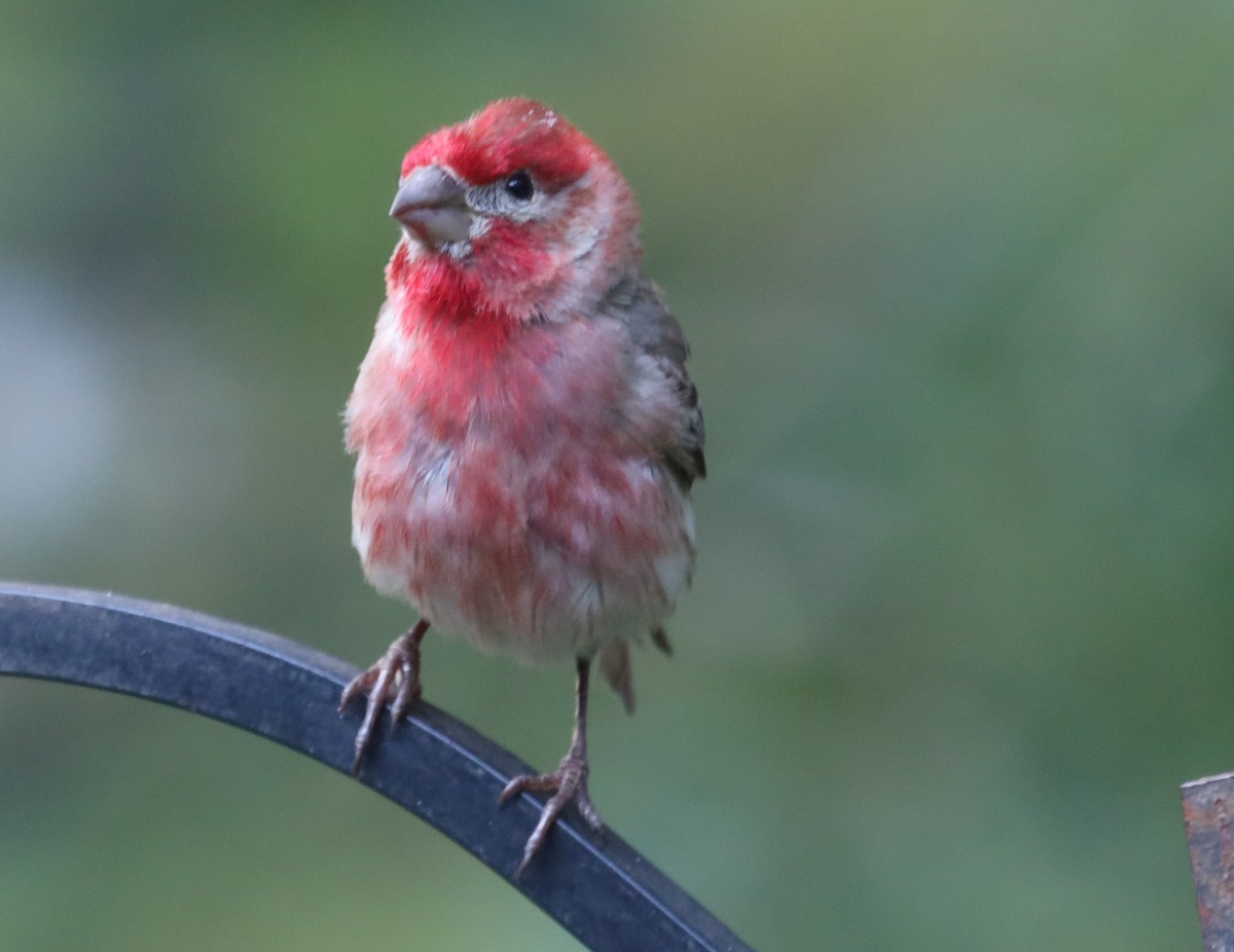 ebird-checklist-27-may-2023-cardinal-cove-private-residence-24