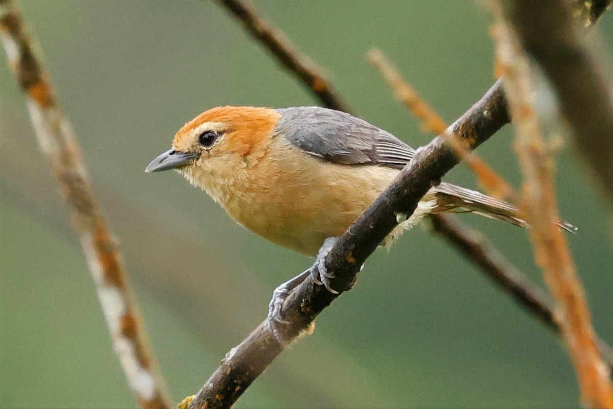 Buff-bellied Tanager - ML578524161