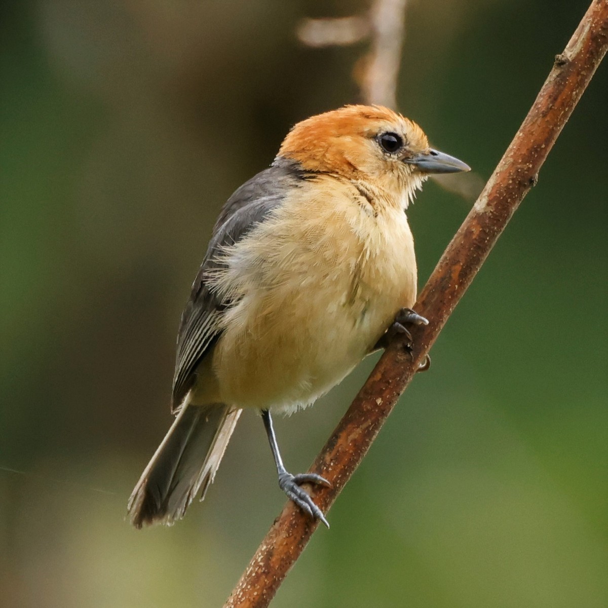 Buff-bellied Tanager - ML578524181