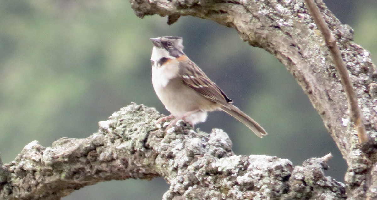 Rufous-collared Sparrow - ML578524801