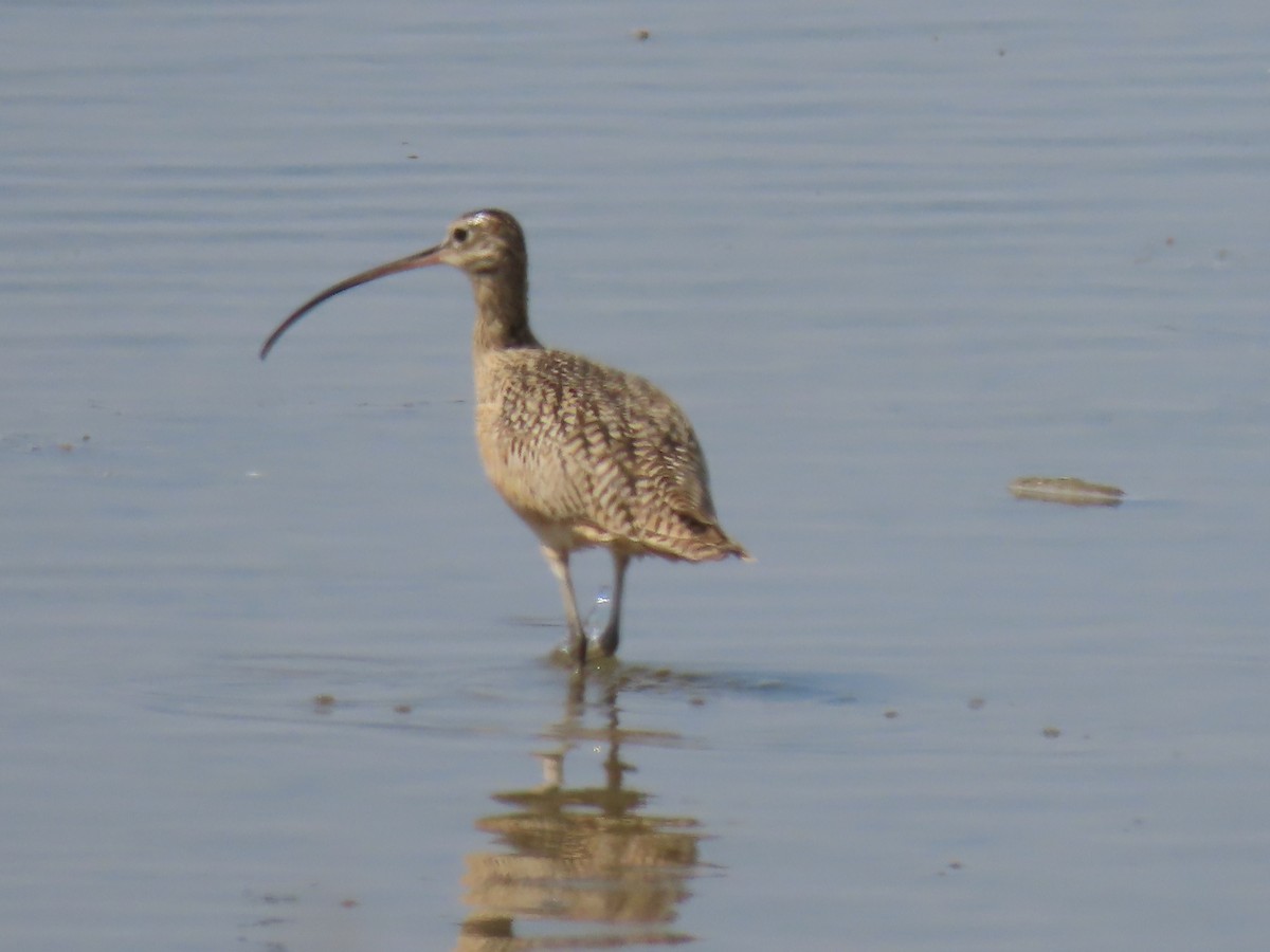 Long-billed Curlew - ML578525531