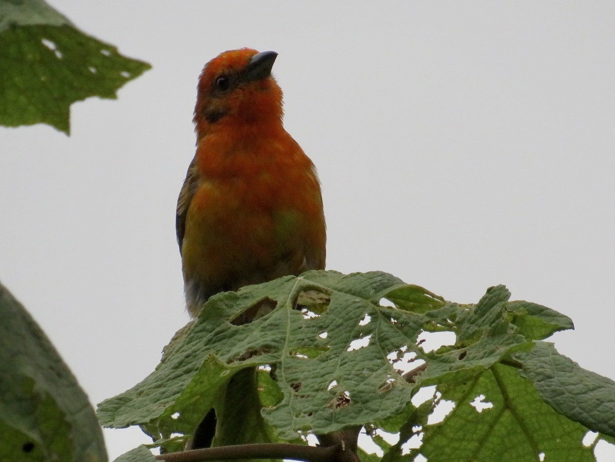 Flame-colored Tanager - ML578526271
