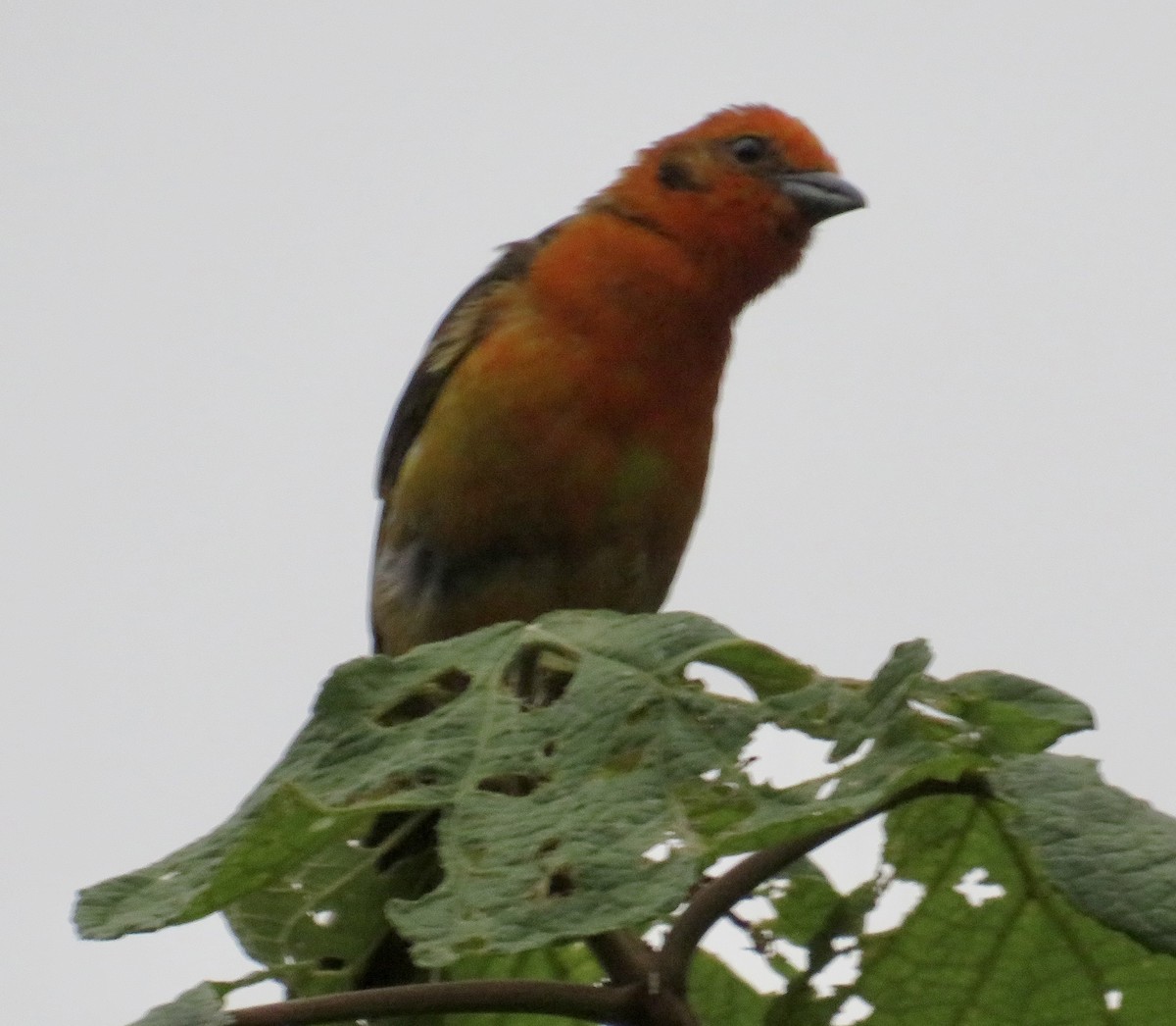 Flame-colored Tanager - ML578526281