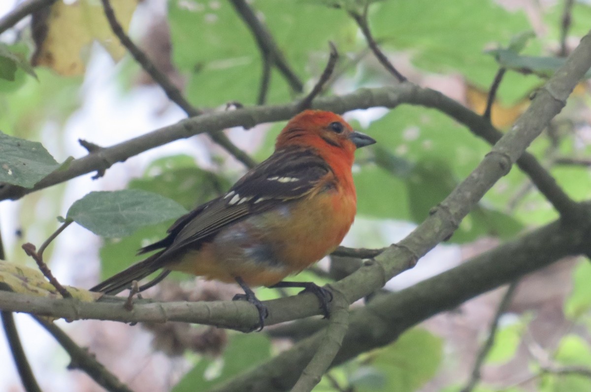 Flame-colored Tanager - ML578526291