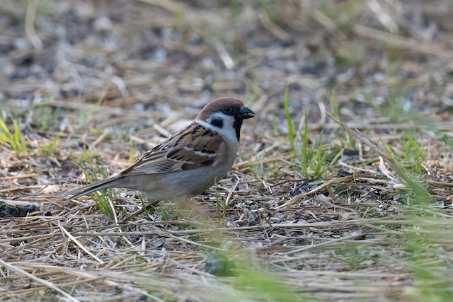 Eurasian Tree Sparrow