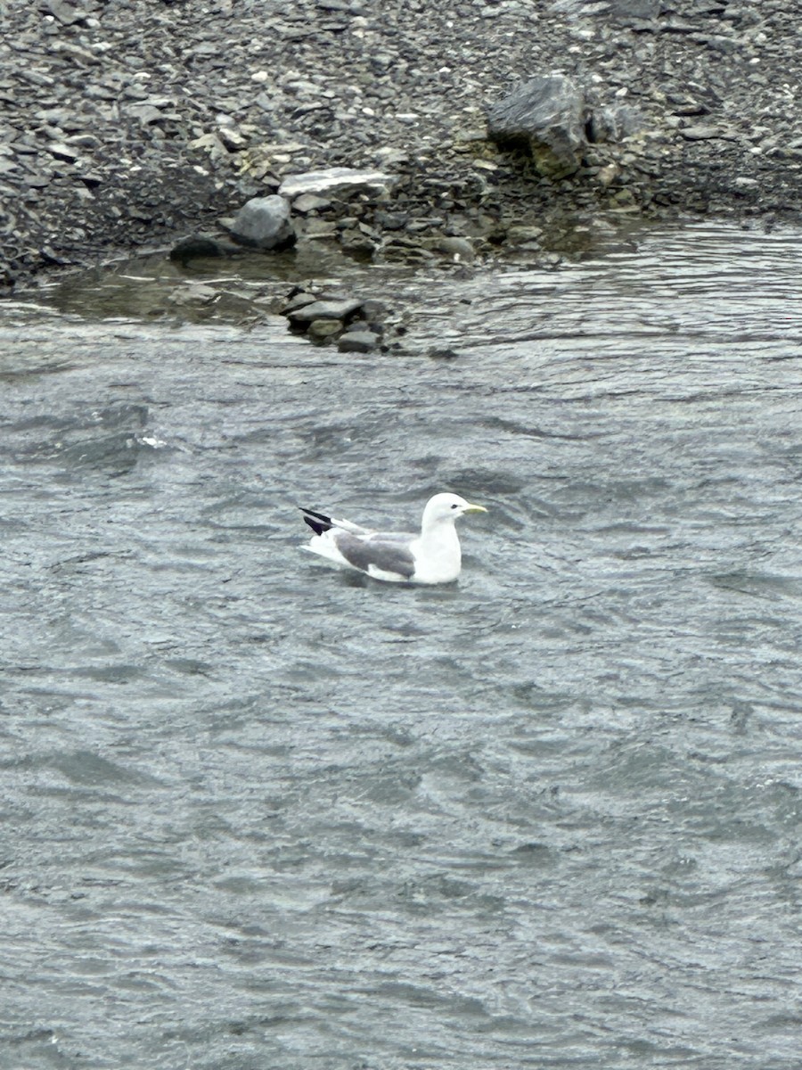 Mouette tridactyle - ML578529291