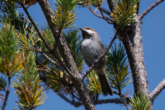 Boreal Chickadee