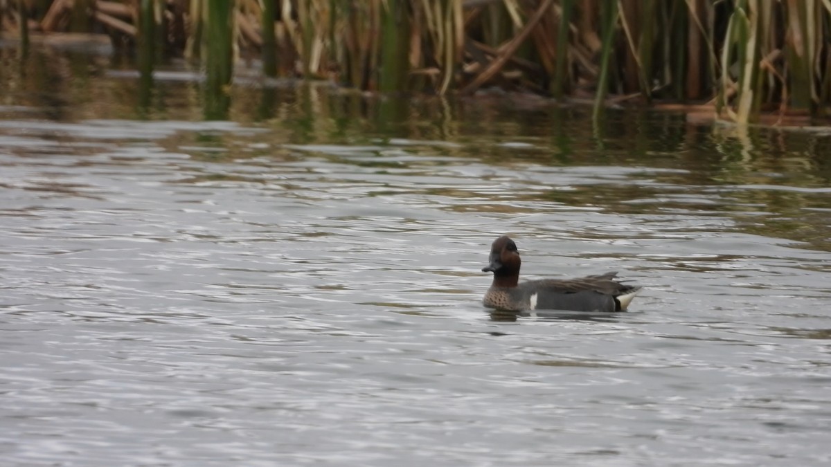 Green-winged Teal - ML578532691