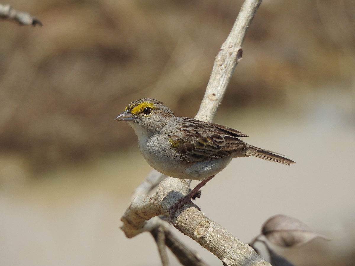 Yellow-browed Sparrow - ML578535151