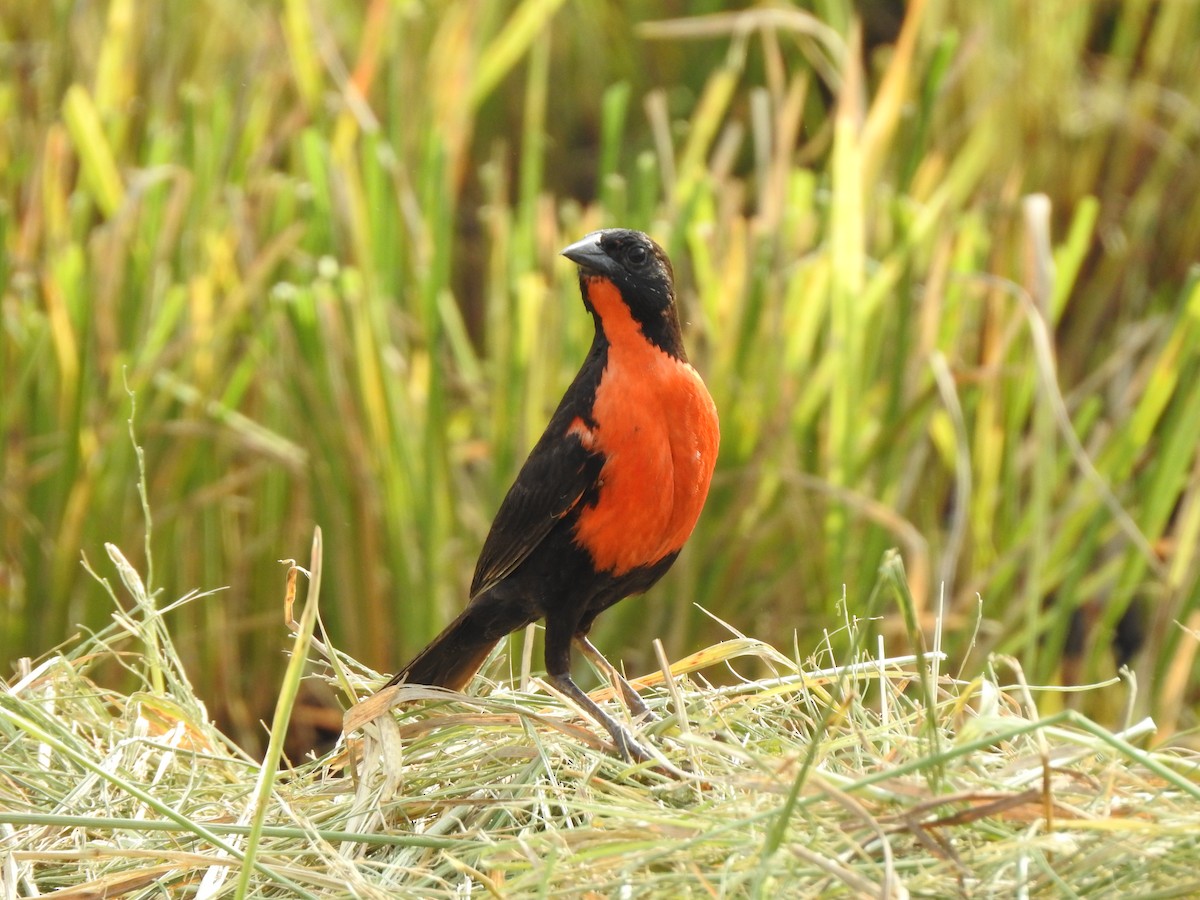 Red-breasted Meadowlark - Alberto Peña
