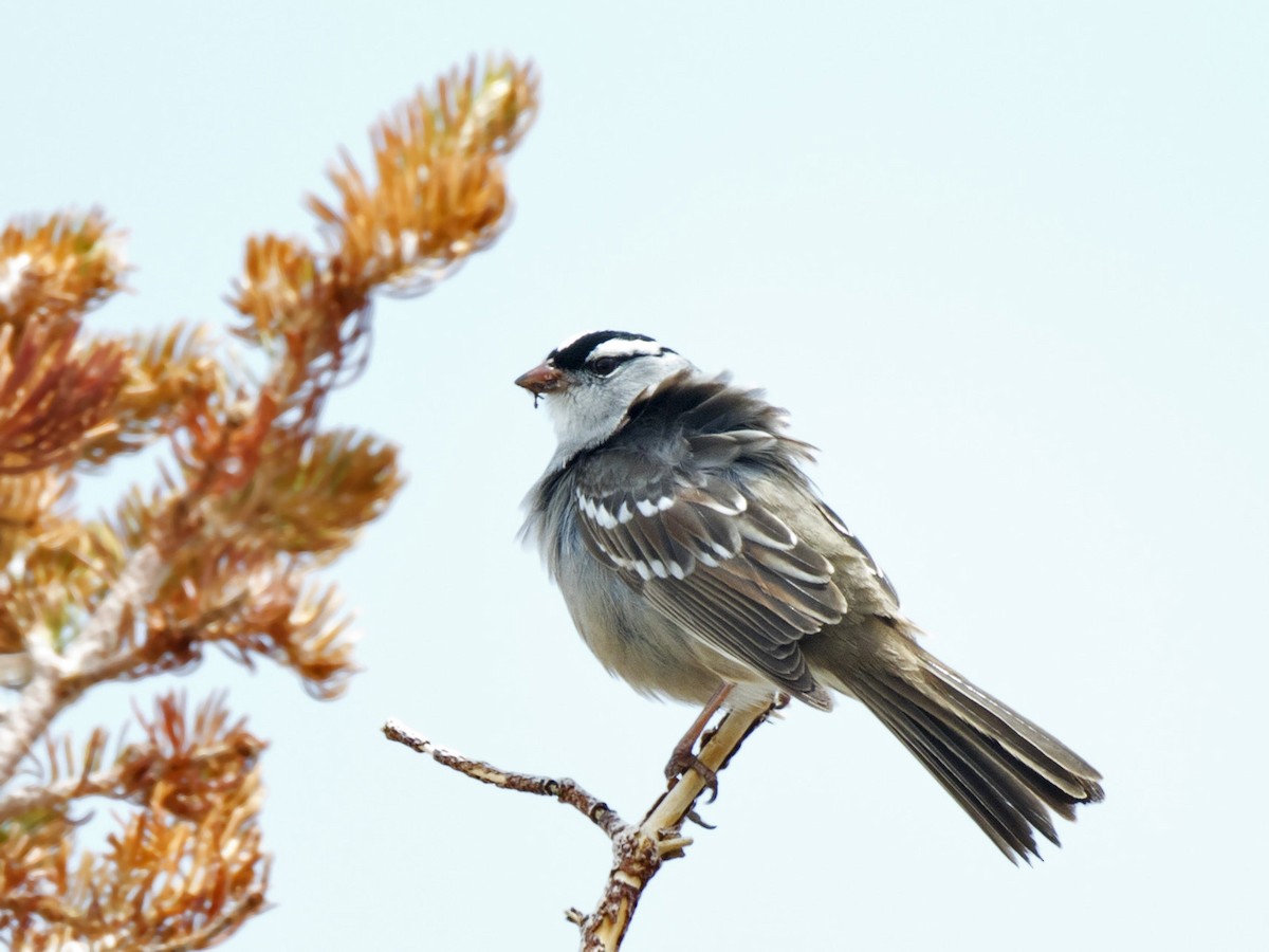 White-crowned Sparrow - pierre martin