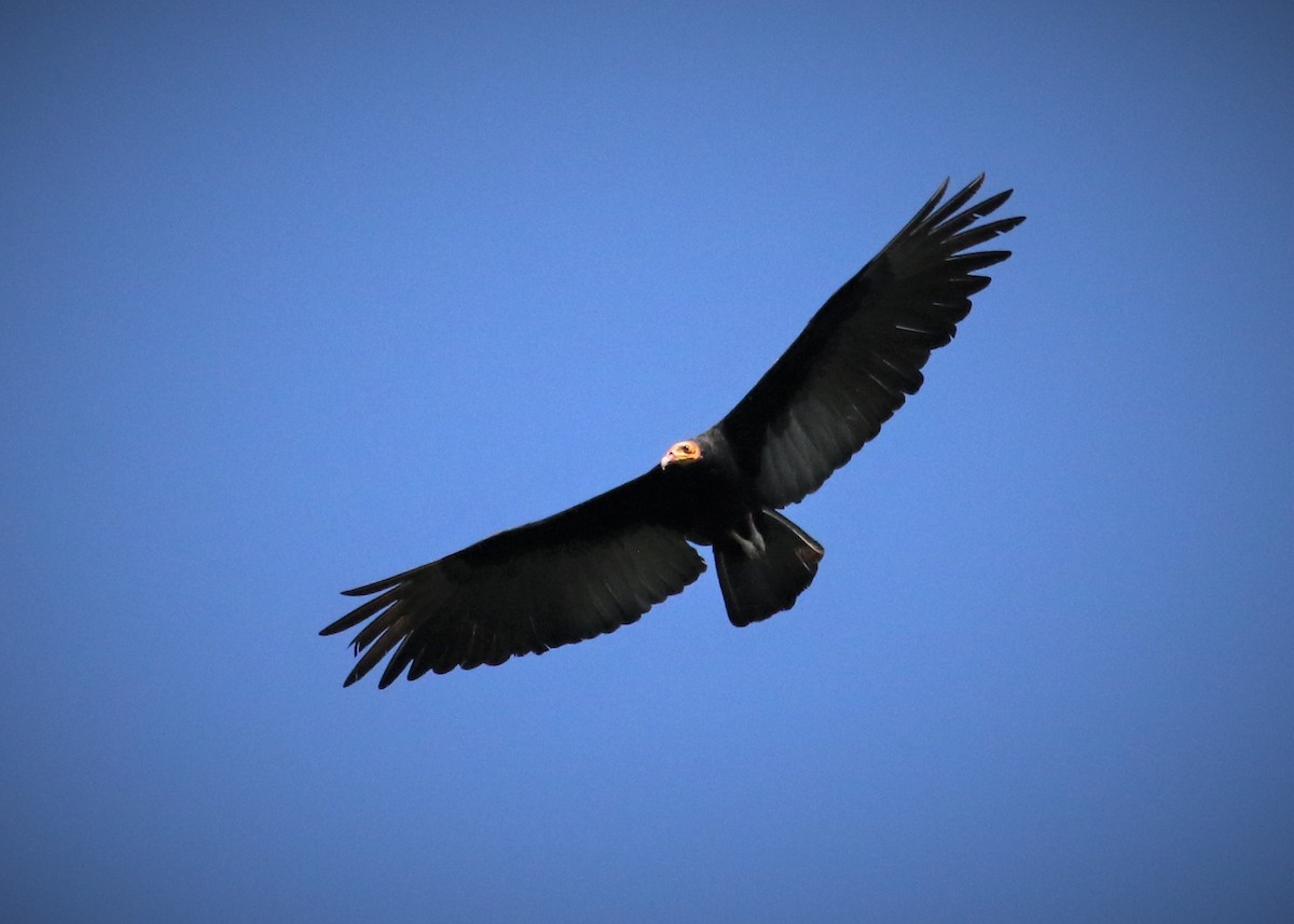 Greater Yellow-headed Vulture - ML578540861