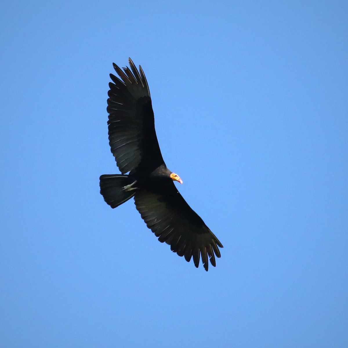 Greater Yellow-headed Vulture - ML578540871