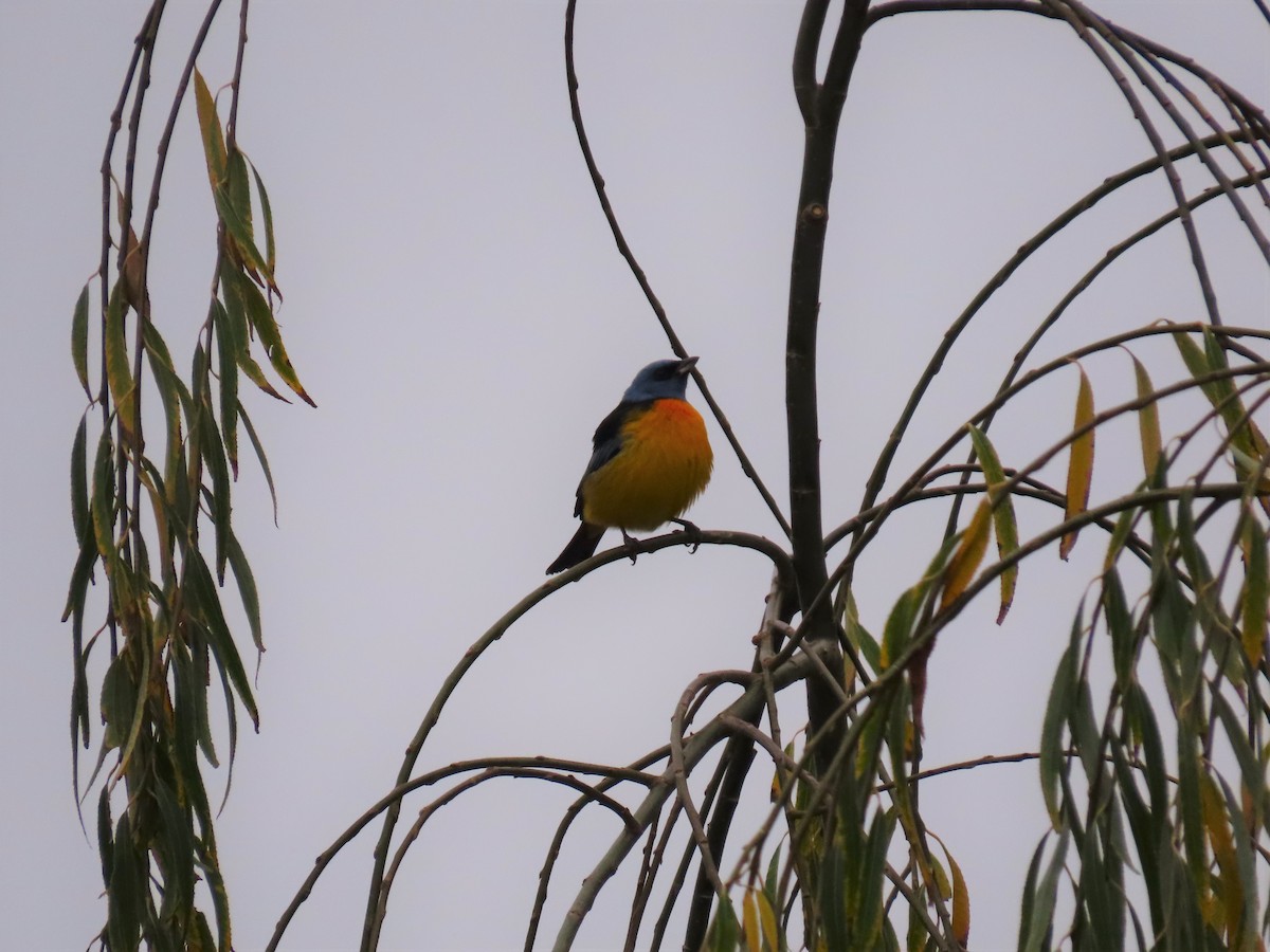 Blue-and-yellow Tanager - ML578542141