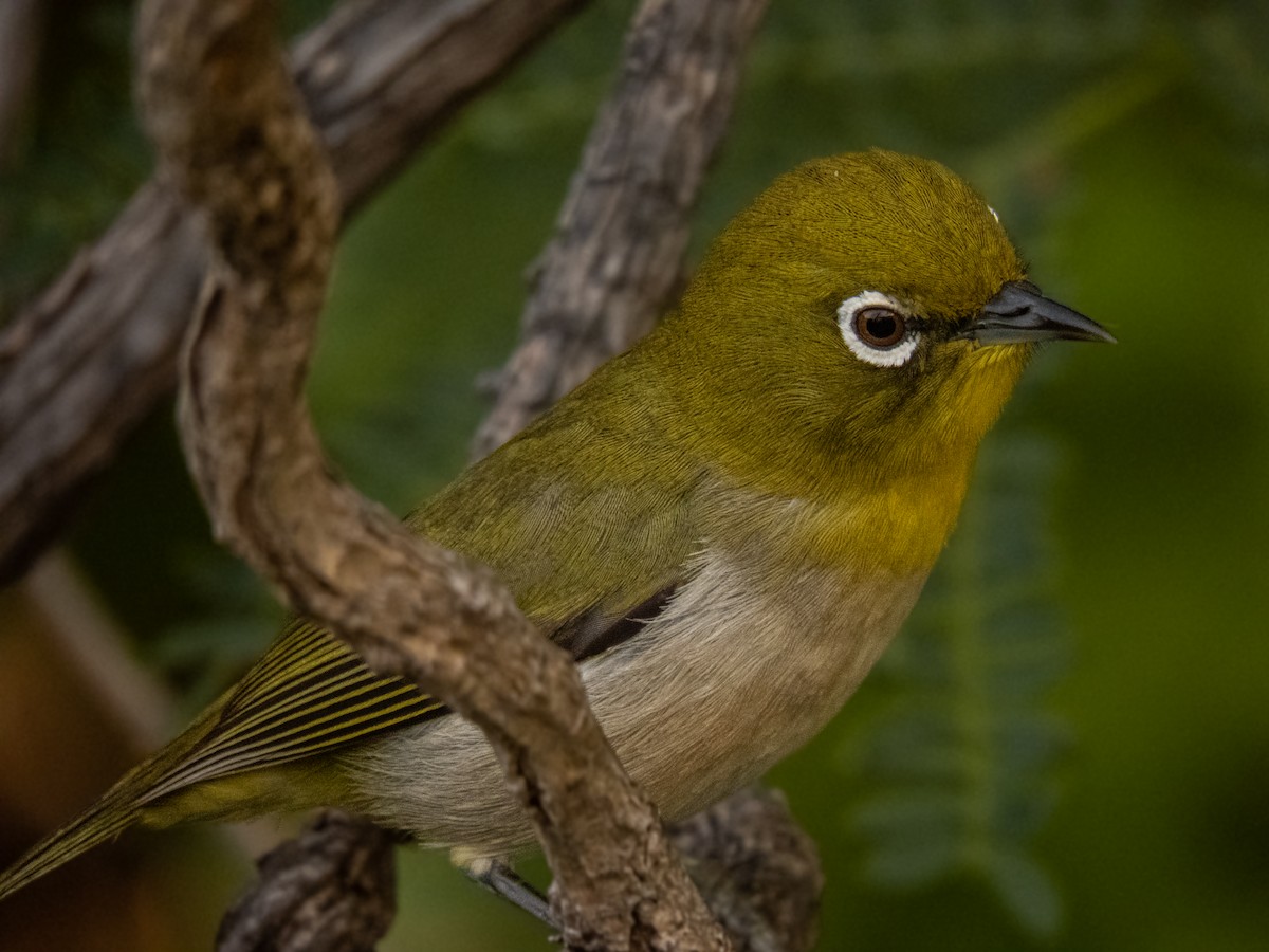 ML578547551 - Warbling White-eye - Macaulay Library