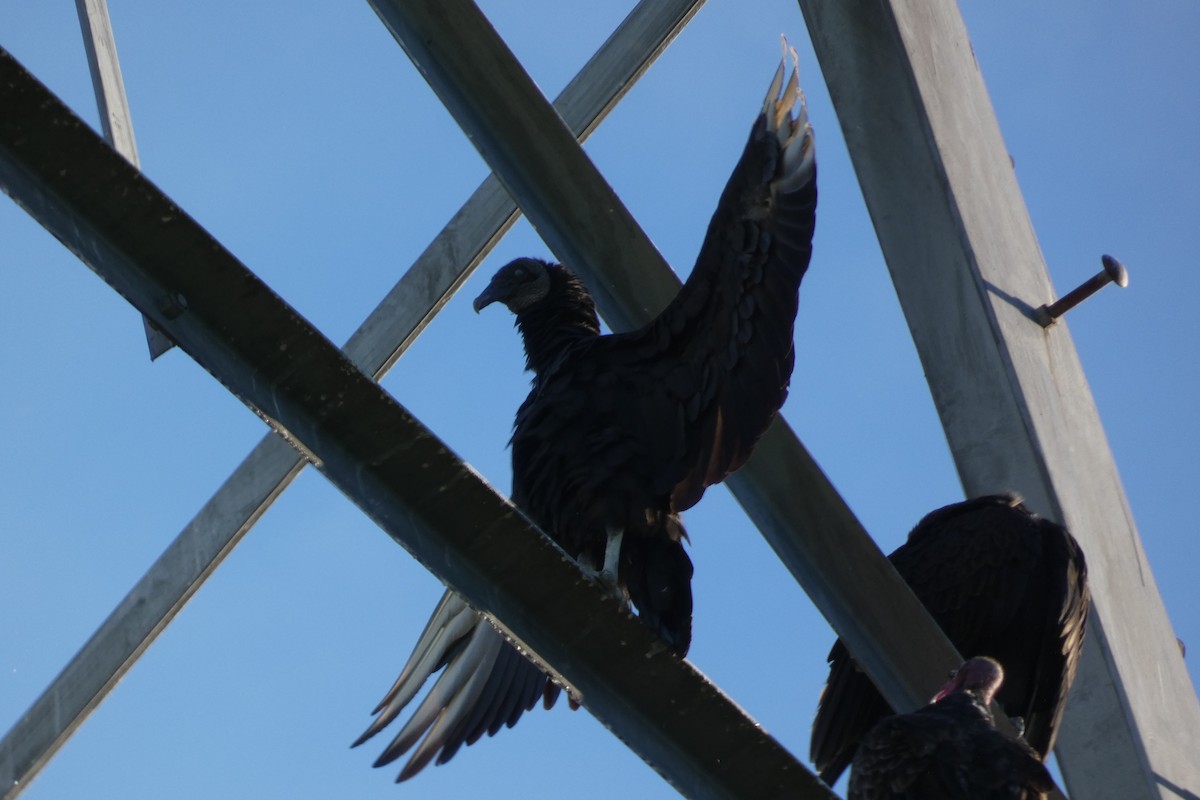 Black Vulture - ML578547701