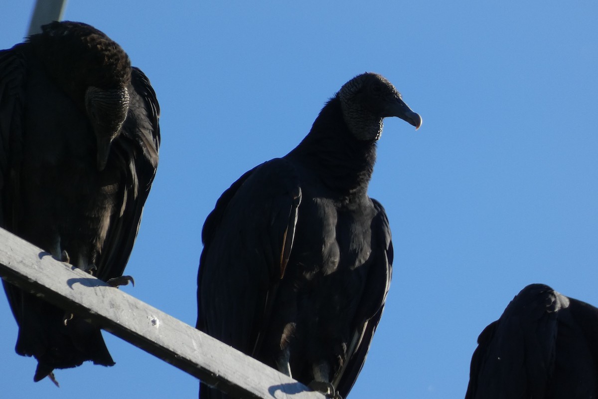 Black Vulture - ML578547881