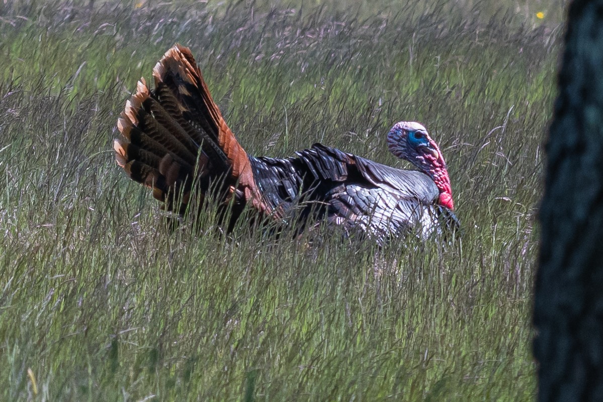 New York Breeding Bird Atlas Checklist - 26 May 2023 - Heckscher SP ...