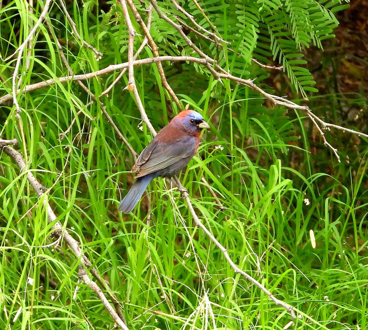 Varied Bunting - ML578550051