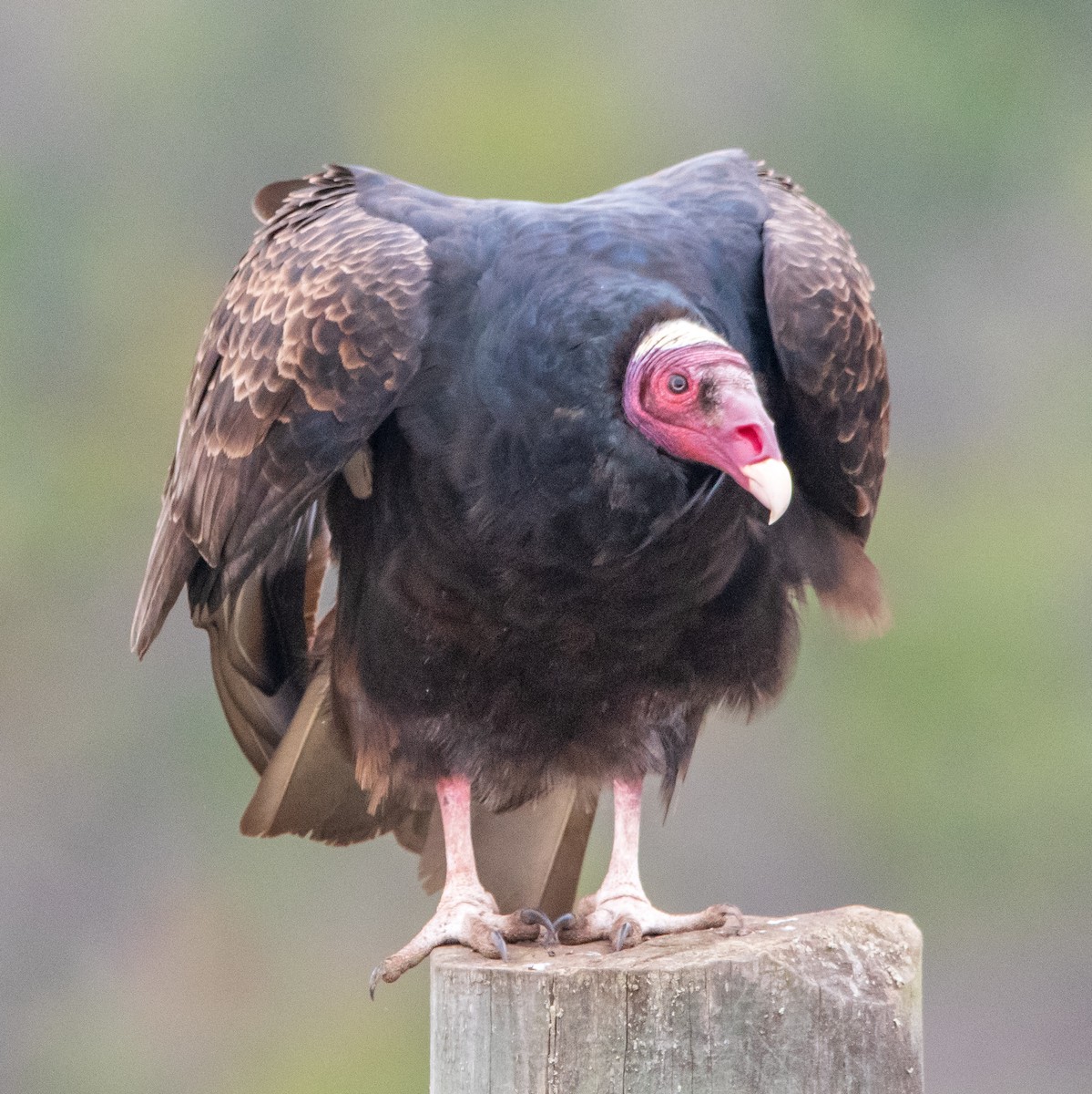 Turkey Vulture (Tropical) - ML578551291