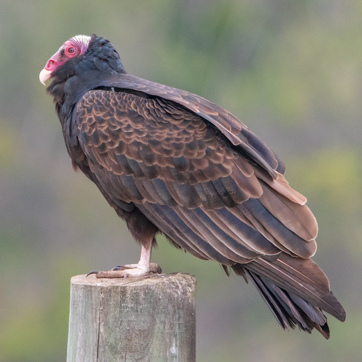 Turkey Vulture (Tropical) - ML578551301
