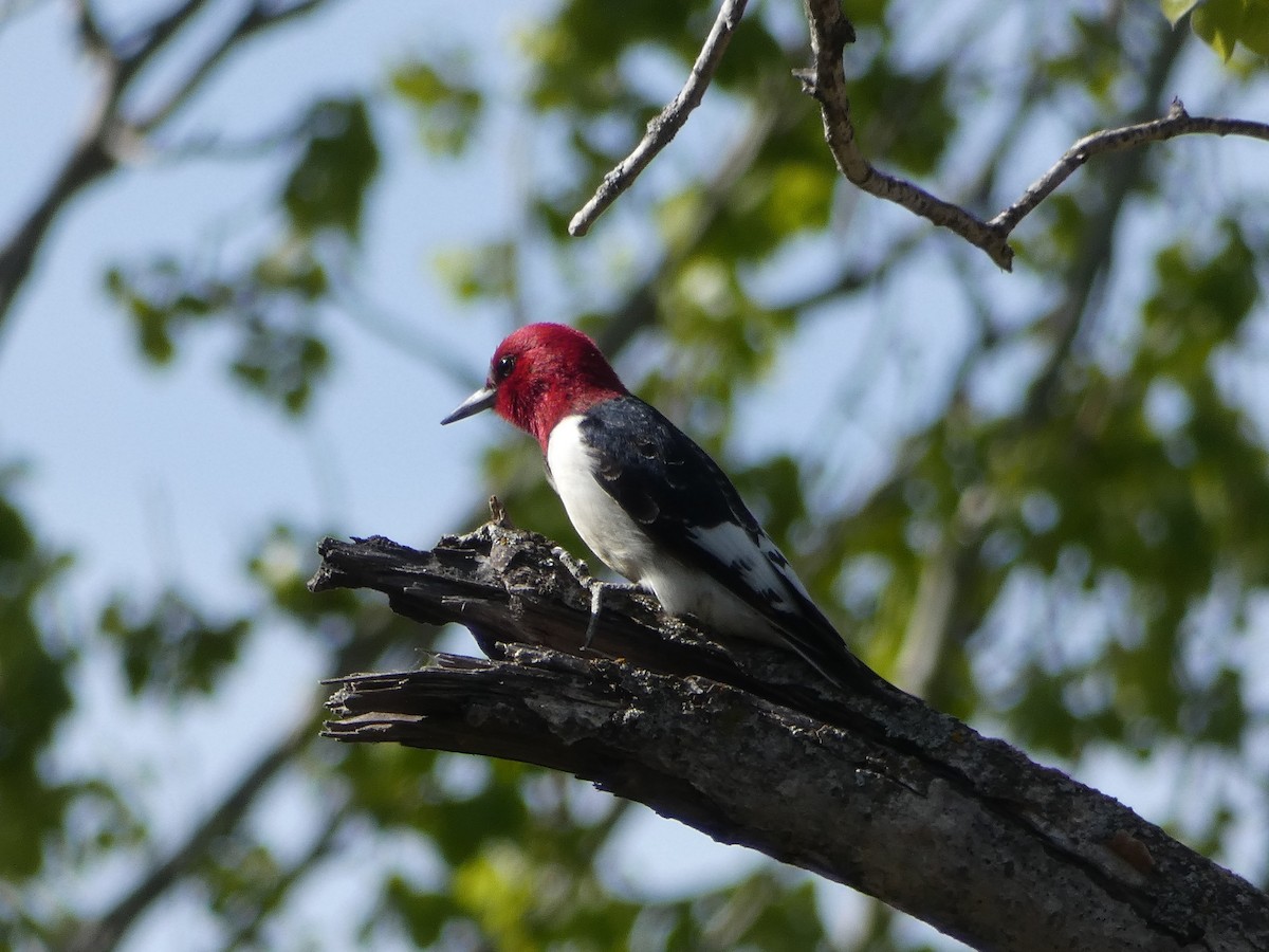 Red-headed Woodpecker - ML578551321