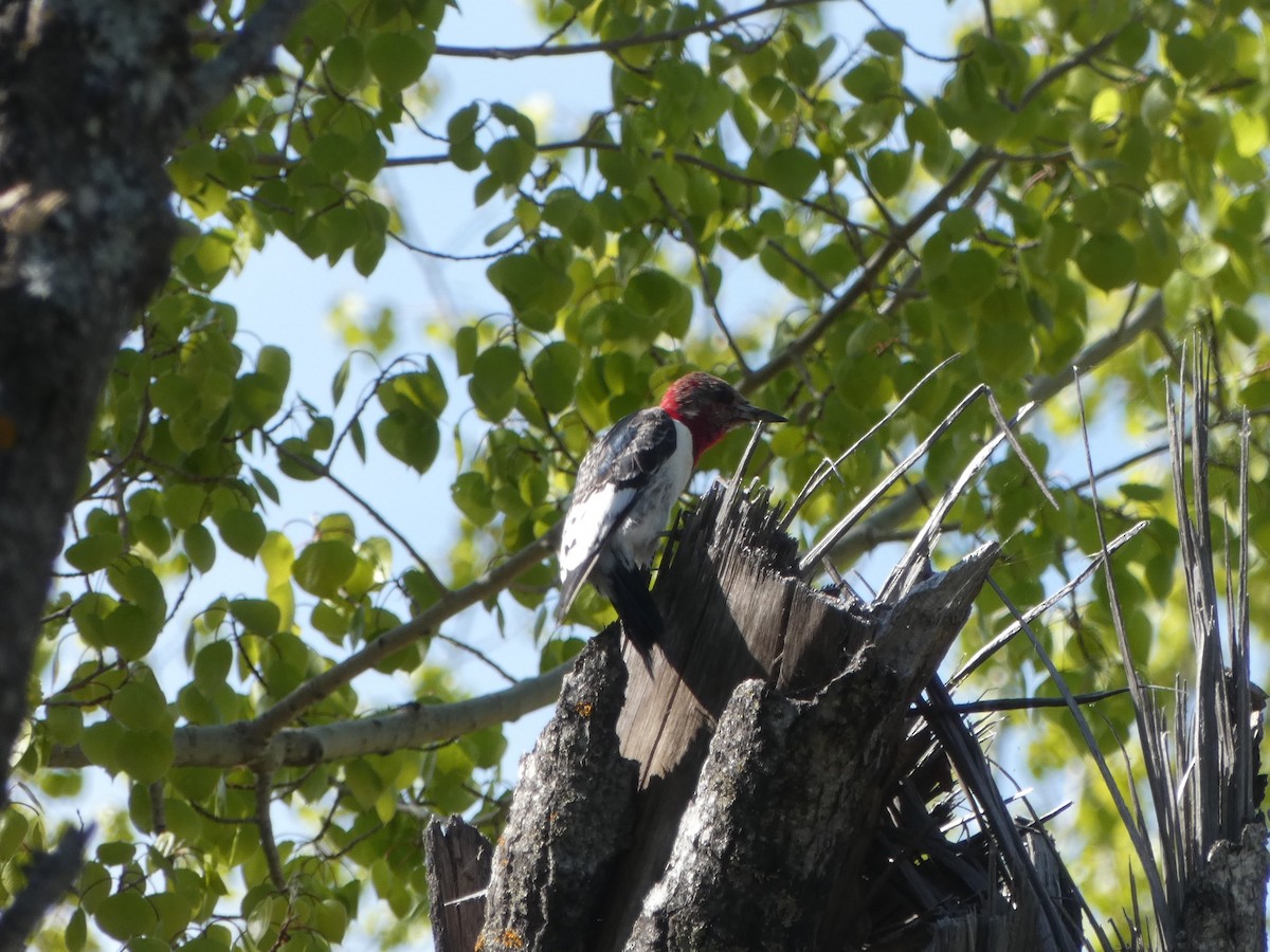 Red-headed Woodpecker - ML578551331