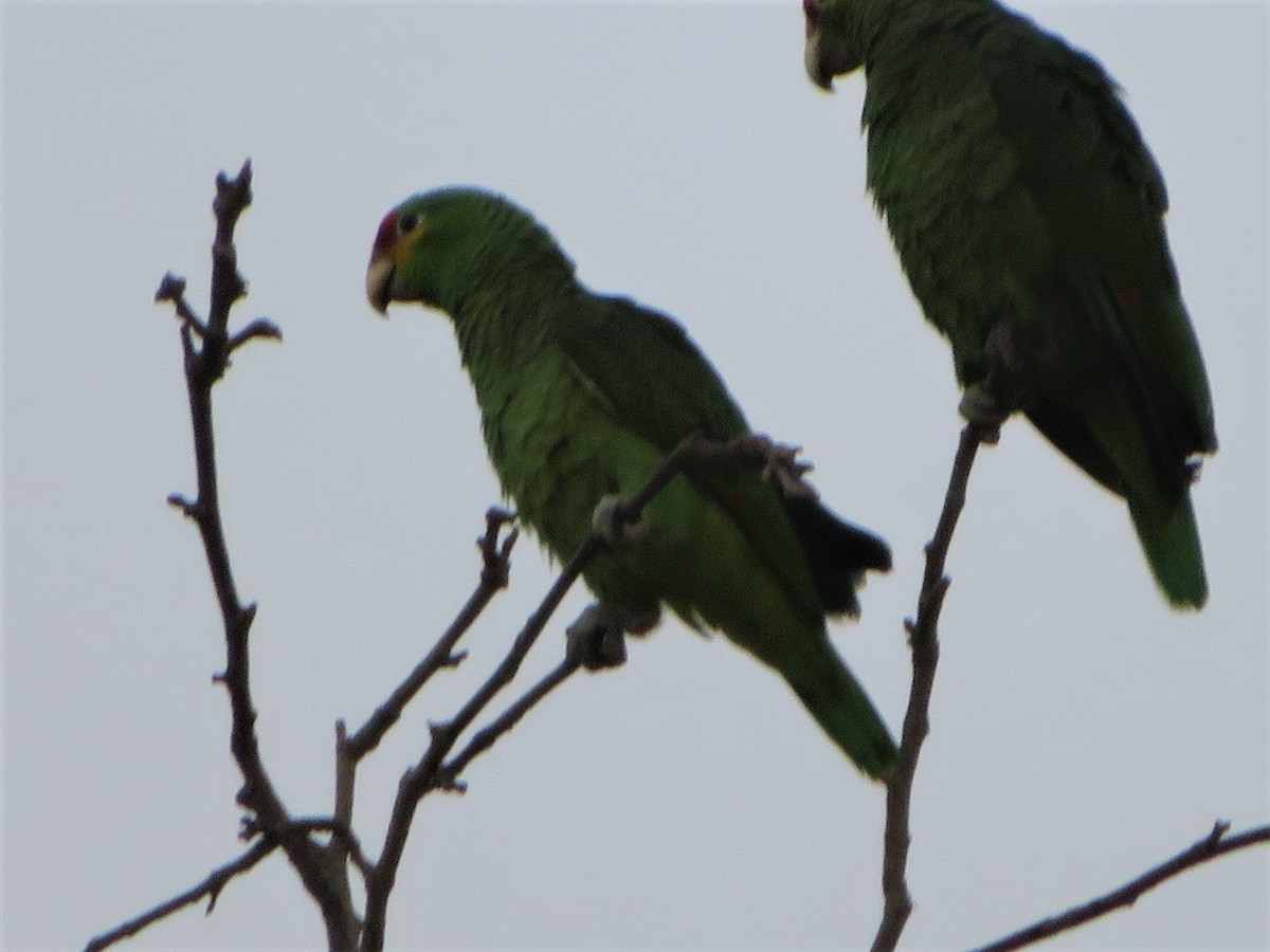 Red-lored Parrot - ML578553501