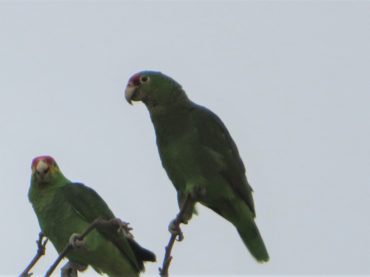 Red-crowned Parrot - ML578553621