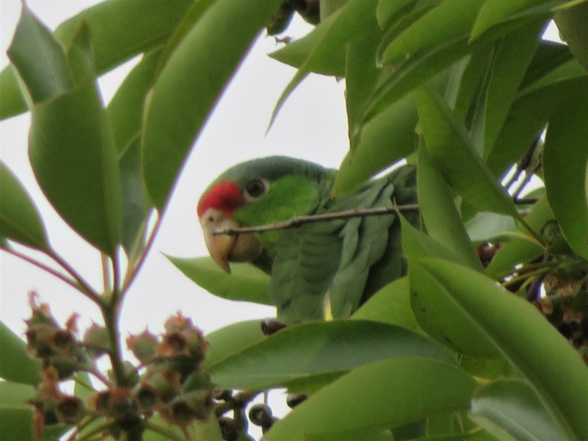 Red-crowned Parrot - ML578553631