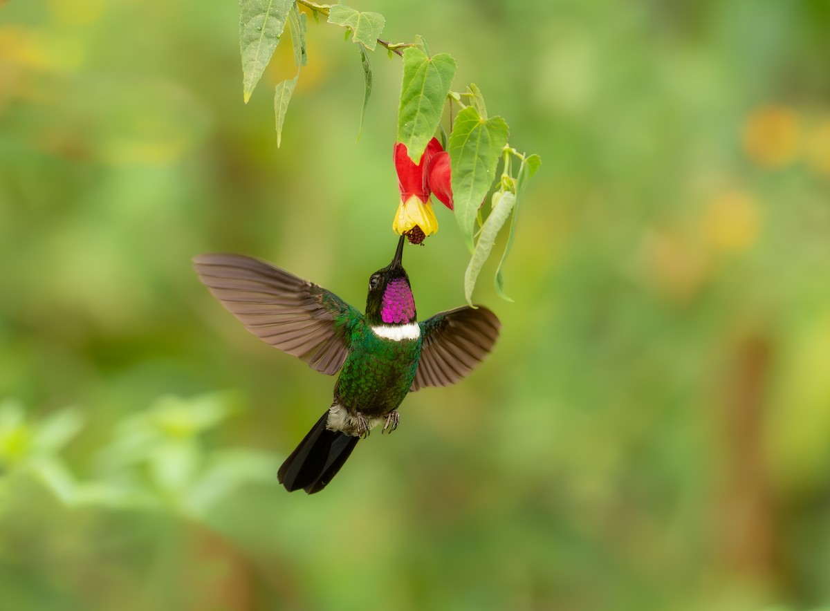kolibřík bělolímcový - ML578553871