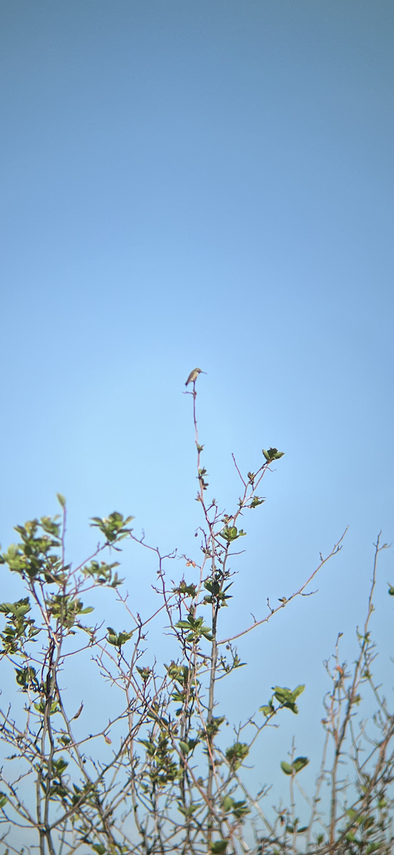 Calliope Hummingbird - ML578554281