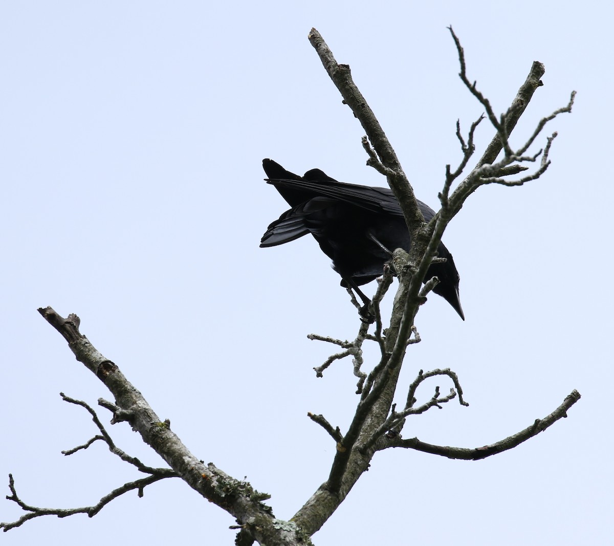 American Crow - Sujata roy