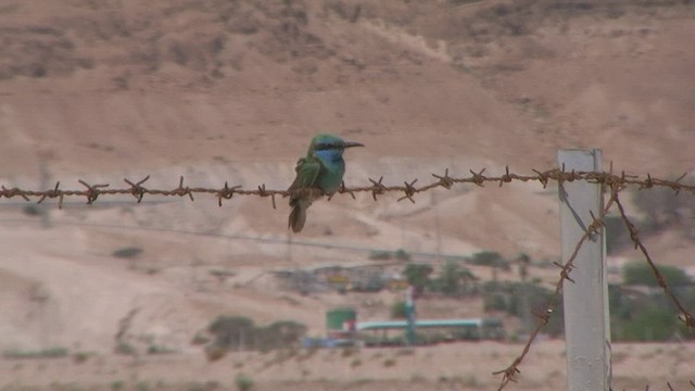 Arabian Green Bee-eater - ML578570741