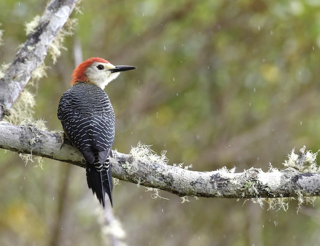 Jamaican Woodpecker ML578574841