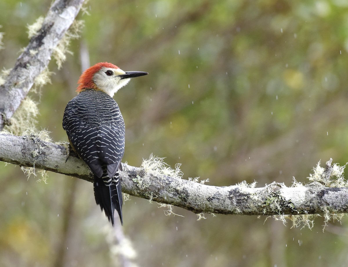 Jamaican Woodpecker - ML578574841