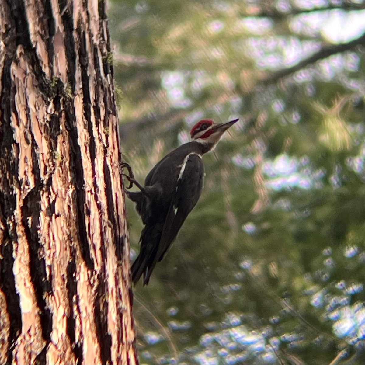 Pileated Woodpecker - ML578579961