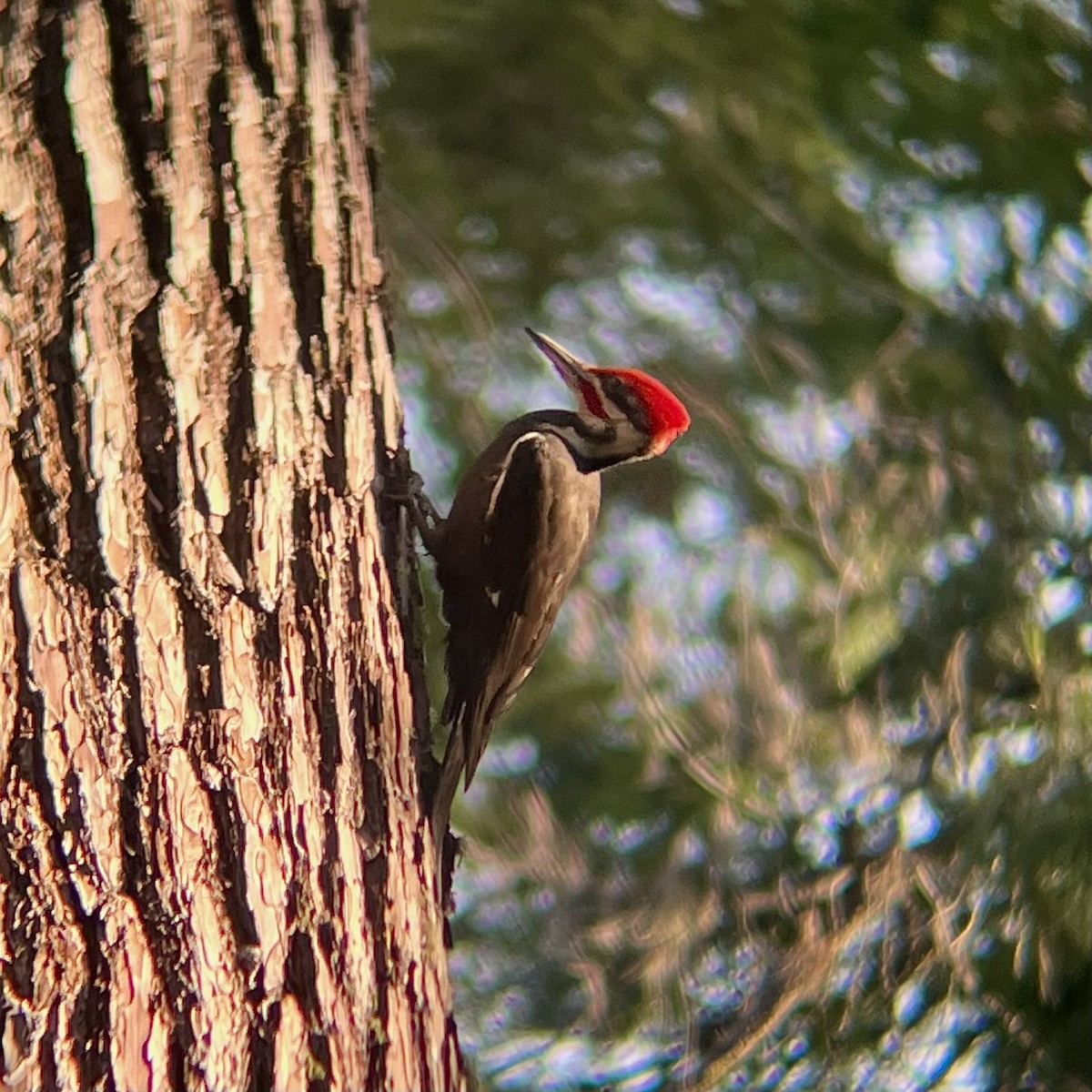 Pileated Woodpecker - ML578579971