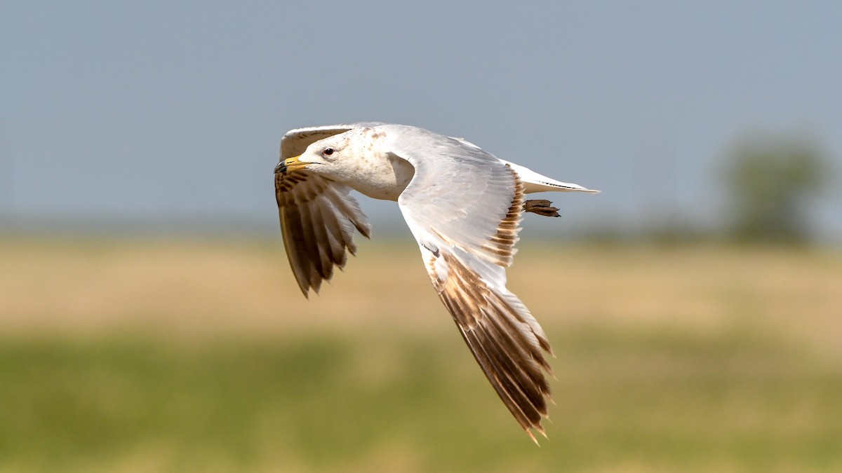 Ring-billed Gull - Alfred Bowles