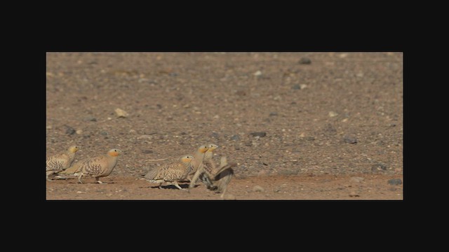 Spotted Sandgrouse - ML578582191