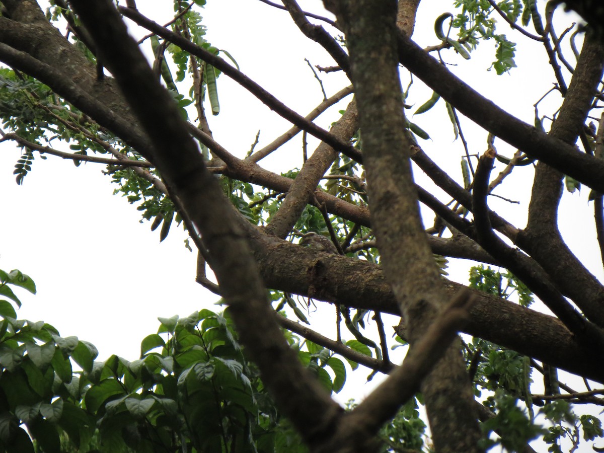 Sunda Pygmy Woodpecker - james barry