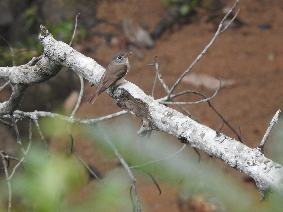 Brown-breasted Flycatcher - ML578583921