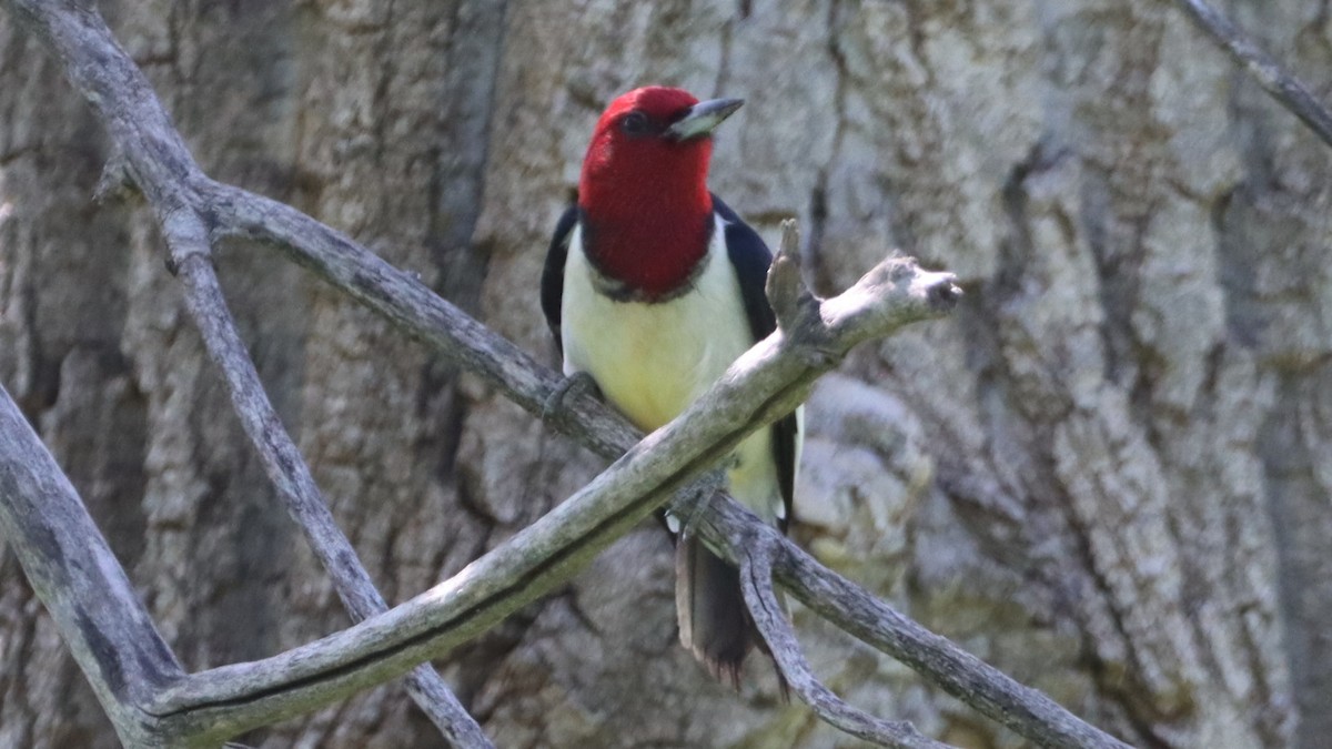 Red-headed Woodpecker - ML578585671
