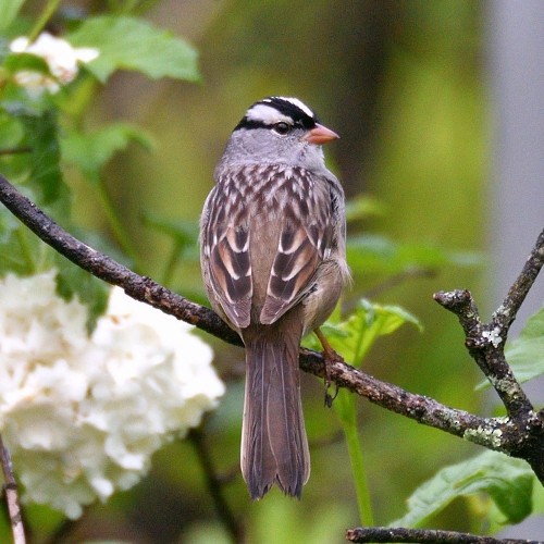 White-crowned Sparrow - M & C S