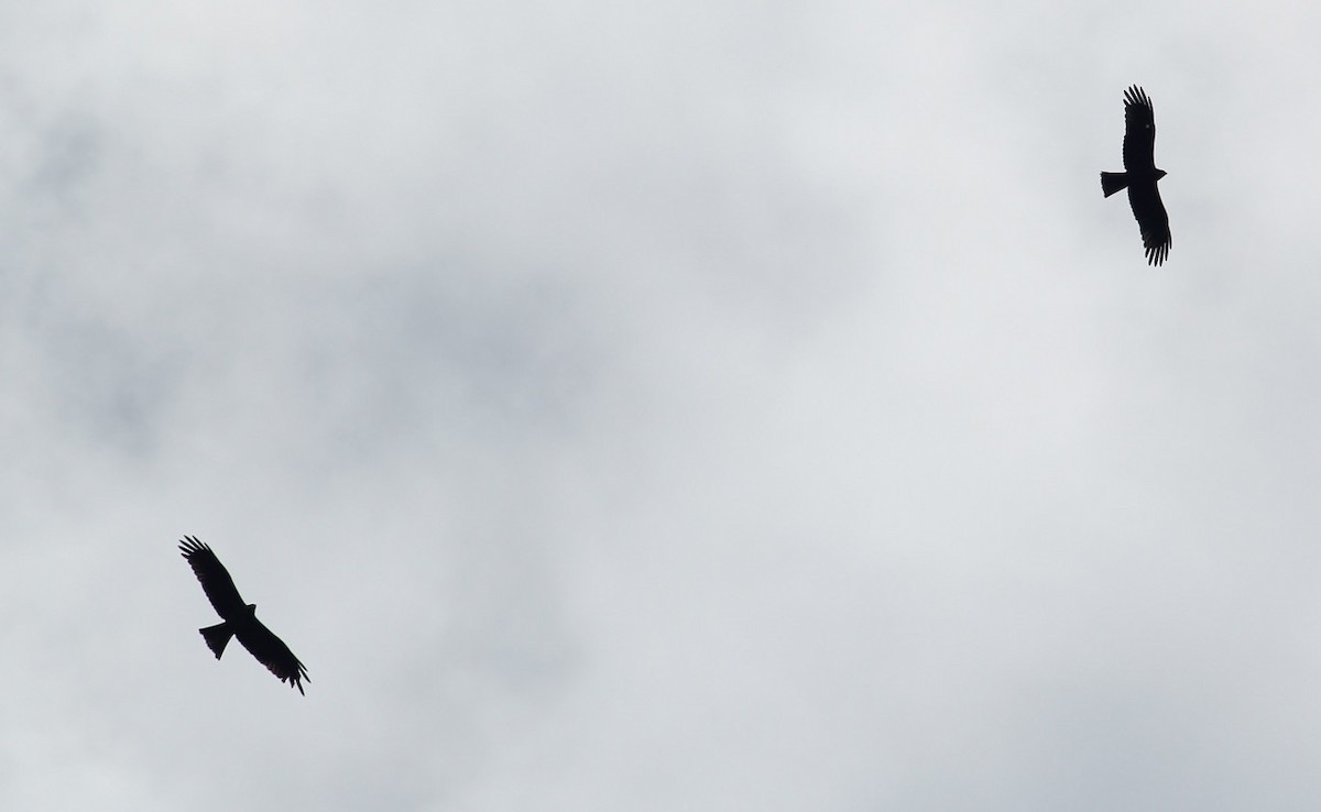 Black Kite (Black) - ML57858921