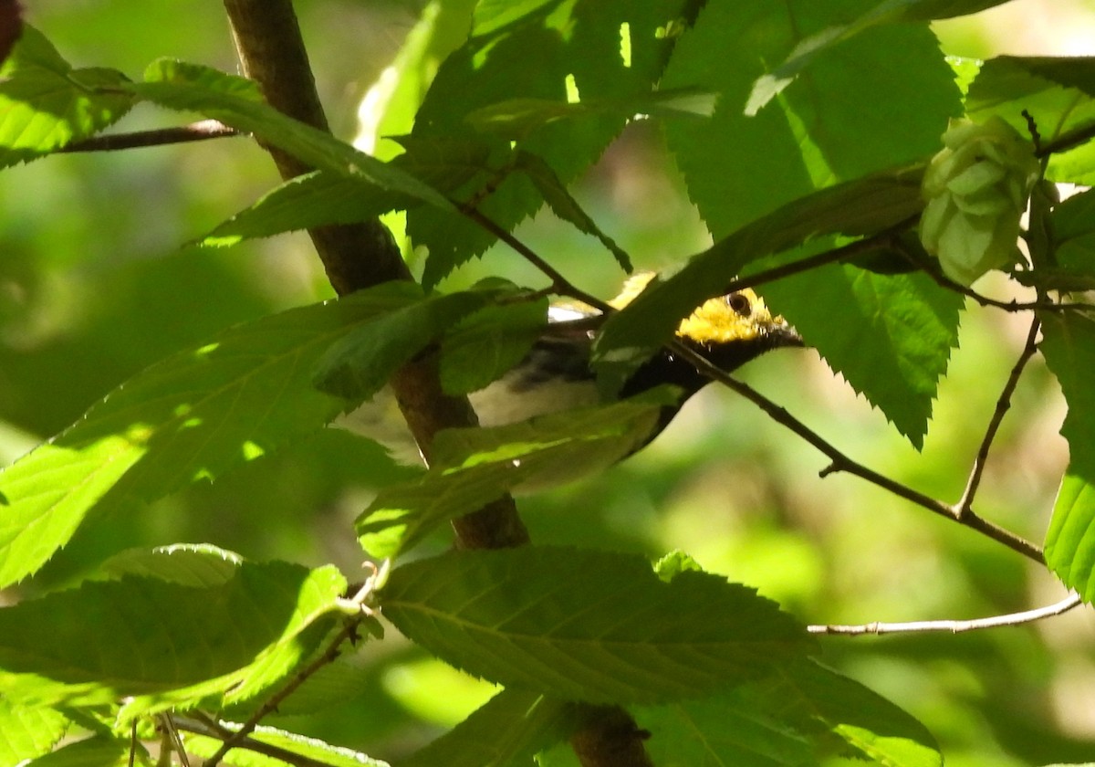 Black-throated Green Warbler - ML578591061