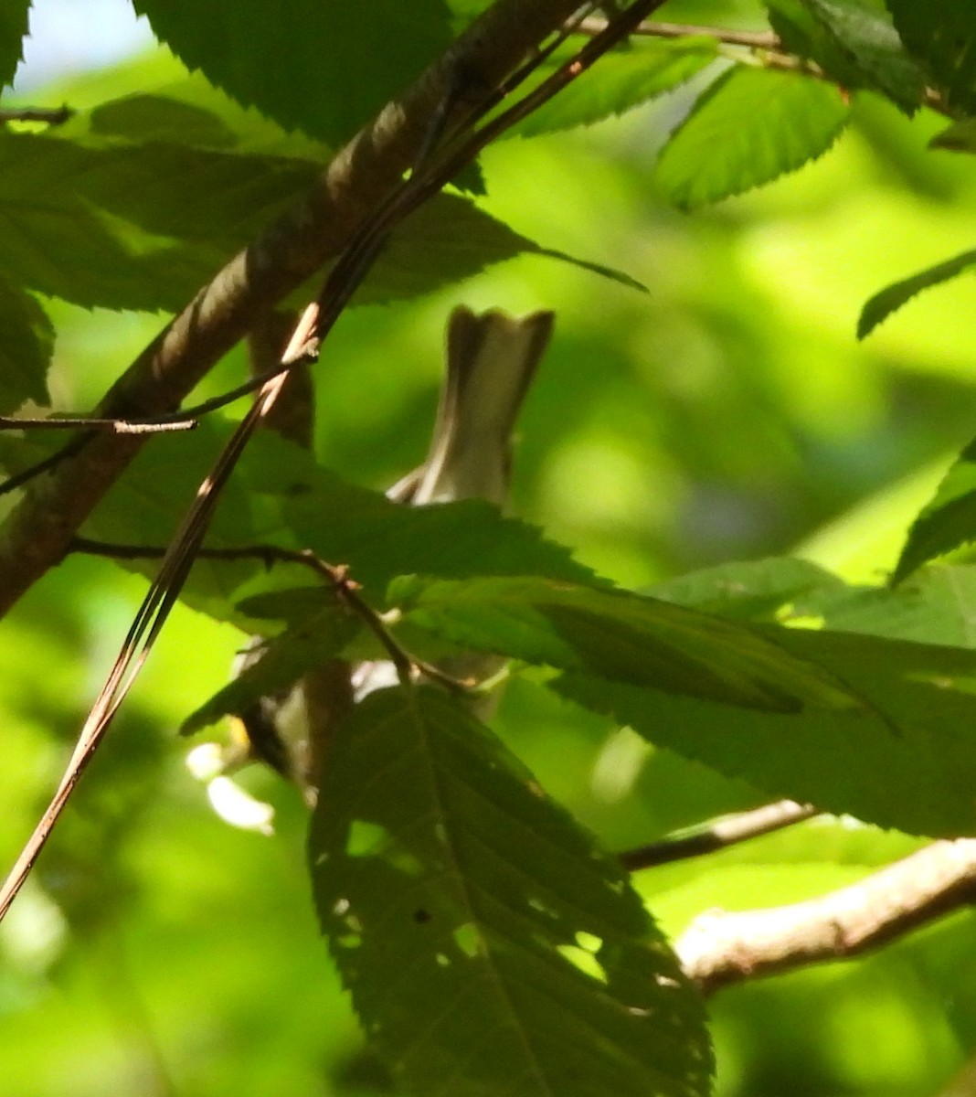 Black-throated Green Warbler - ML578591141