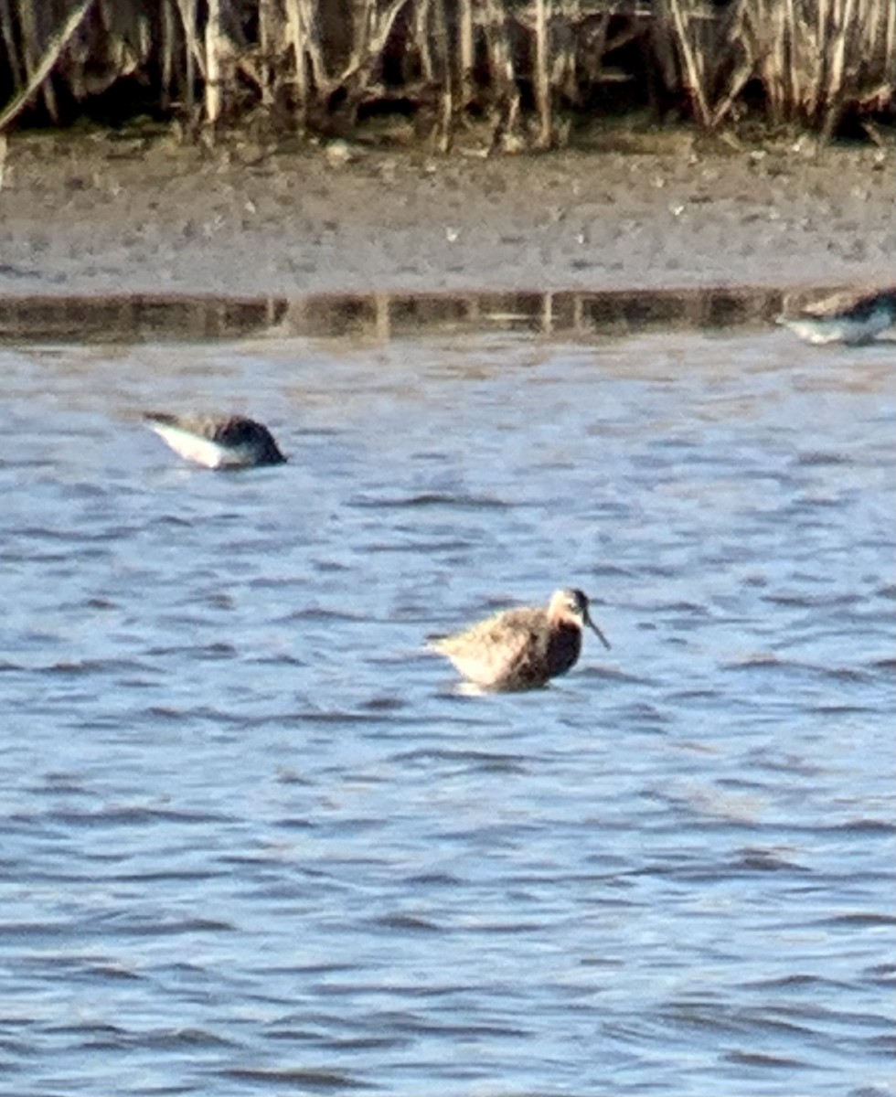 EBird Checklist - 28 May 2023 - Edwin B. Forsythe NWR (formerly Brig ...