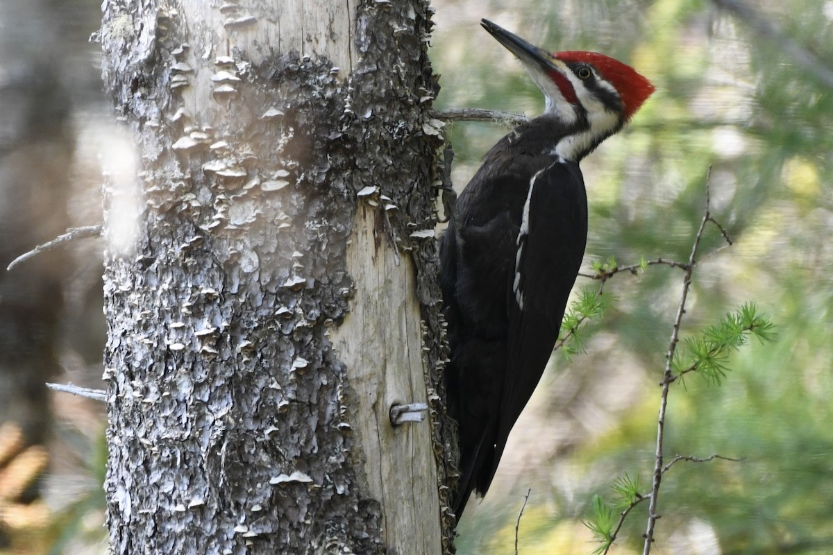 Pileated Woodpecker - ML578594361